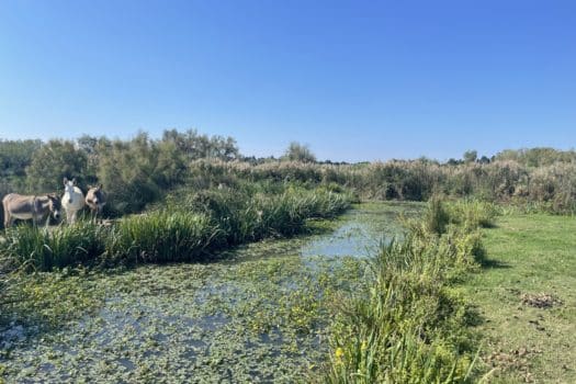 Propriété en Camargue