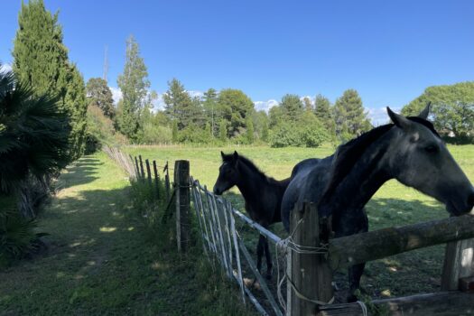 Mas étang des Aulnes